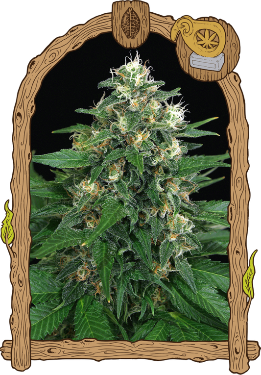 Exotic Seeds Exotic Thai Feminisierte Hanfsamen