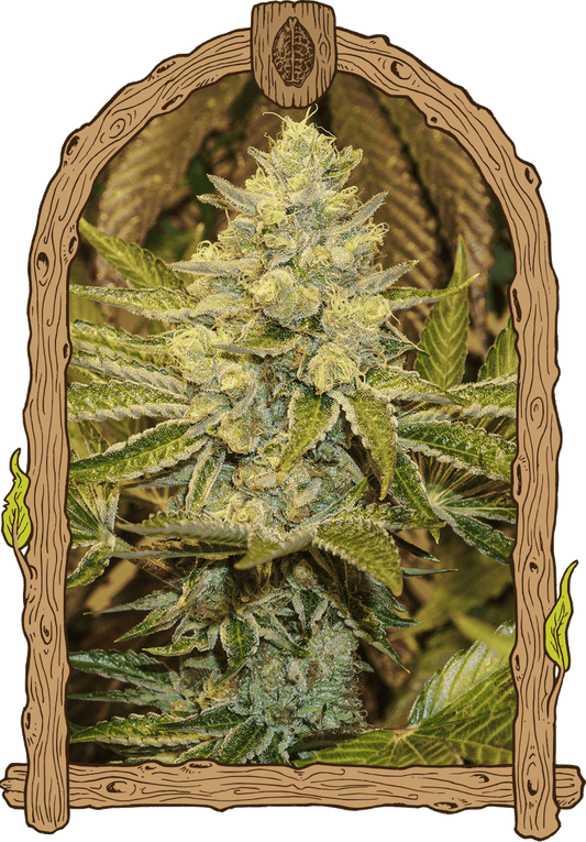 Exotic Seeds Exotic Animal Feminisierte Hanfsamen