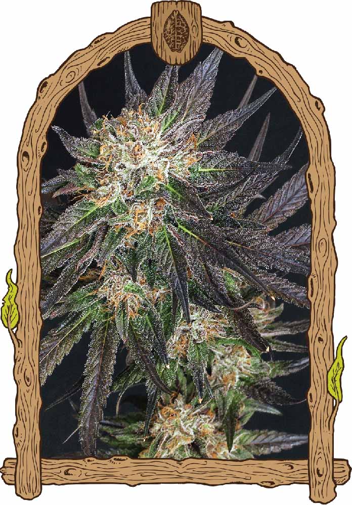 Exotic Seeds Georgia Cream Feminisierte Hanfsamen