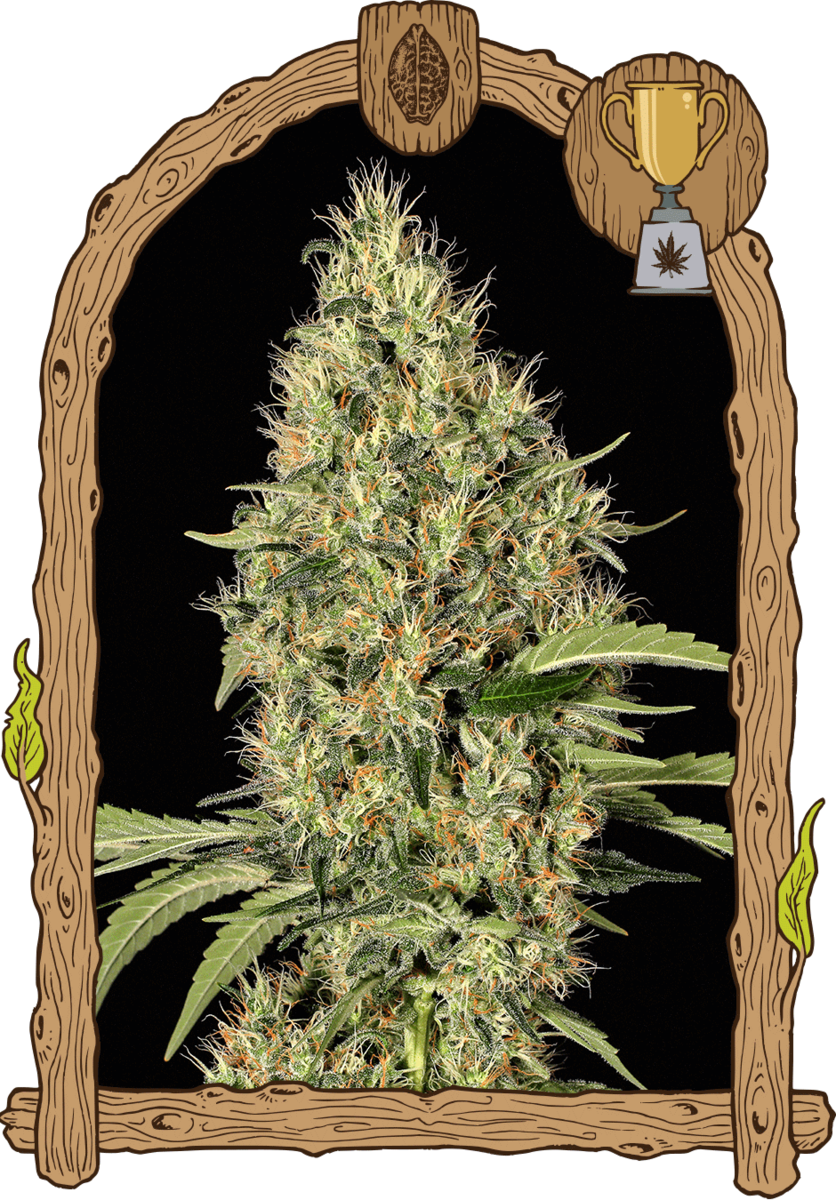 Exotic Seeds Gypsy Widow Feminisierte Hanfsamen