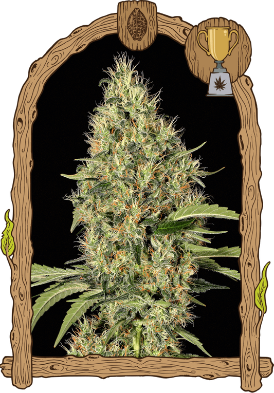 Exotic Seeds Gypsy Widow Feminisierte Hanfsamen