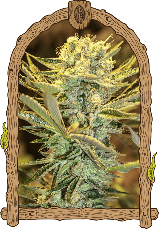 Exotic Seeds Hippieberry Feminisierte Hanfsamen