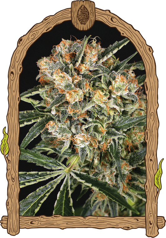 Exotic Seeds Hippie Therapy CBD Feminisierte Hanfsamen