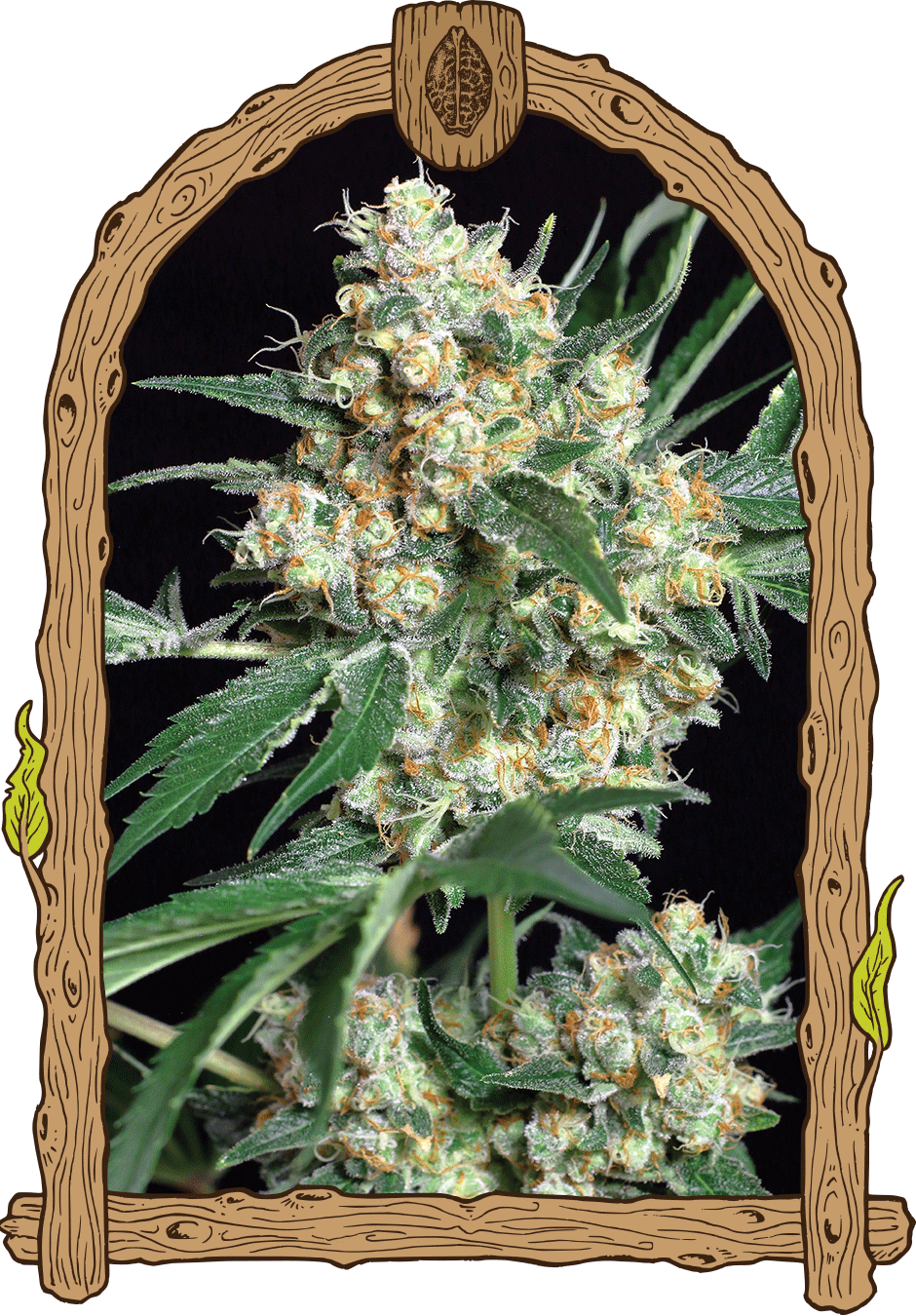 Exotic Seeds Honey Mints Feminisierte Hanfsamen