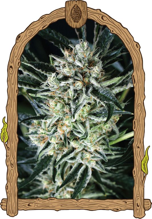 Exotic Seeds Jelly Bananen Feminisierte Hanfsamen