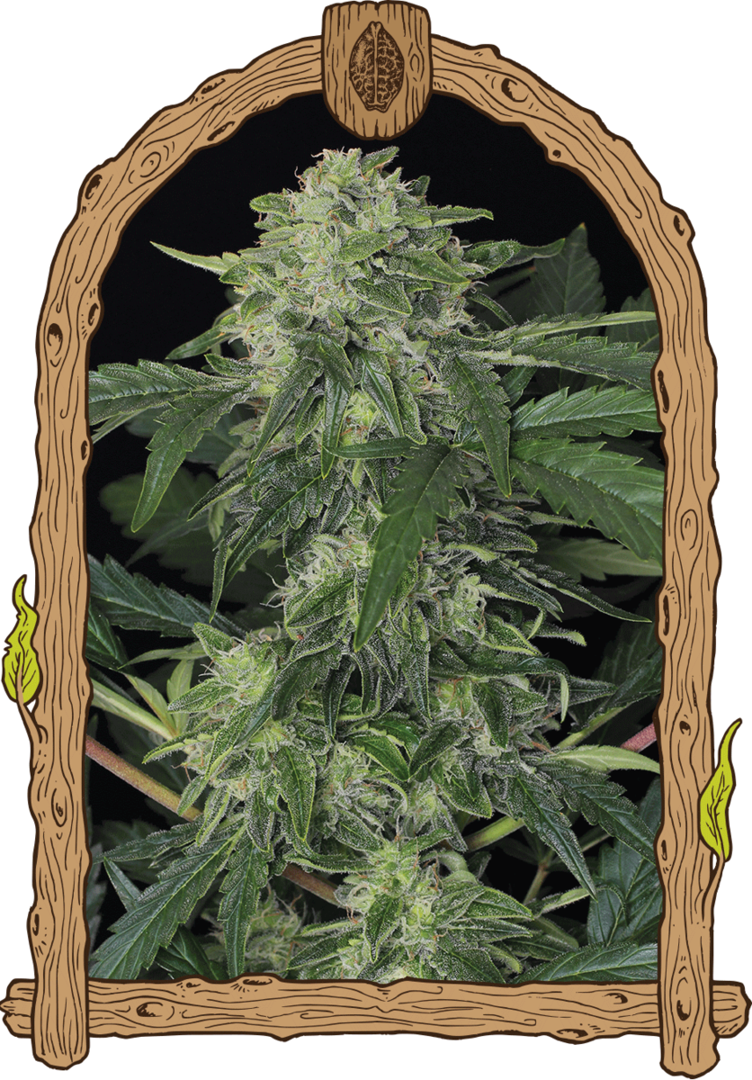 Exotic Seeds Jungle Fever Automatic Hanfsamen
