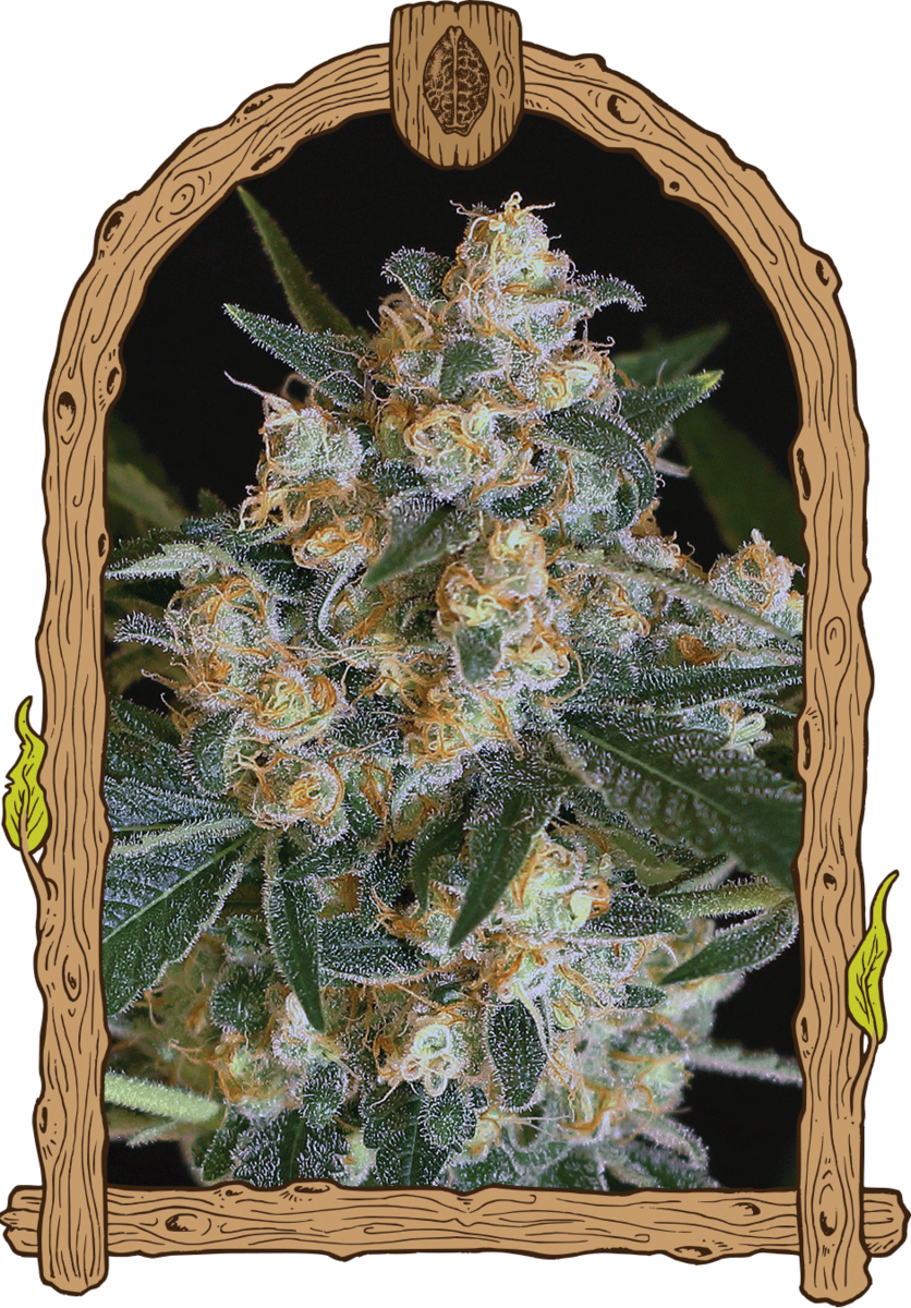 Exotic Seeds Lemon Candy Feminisierte Hanfsamen