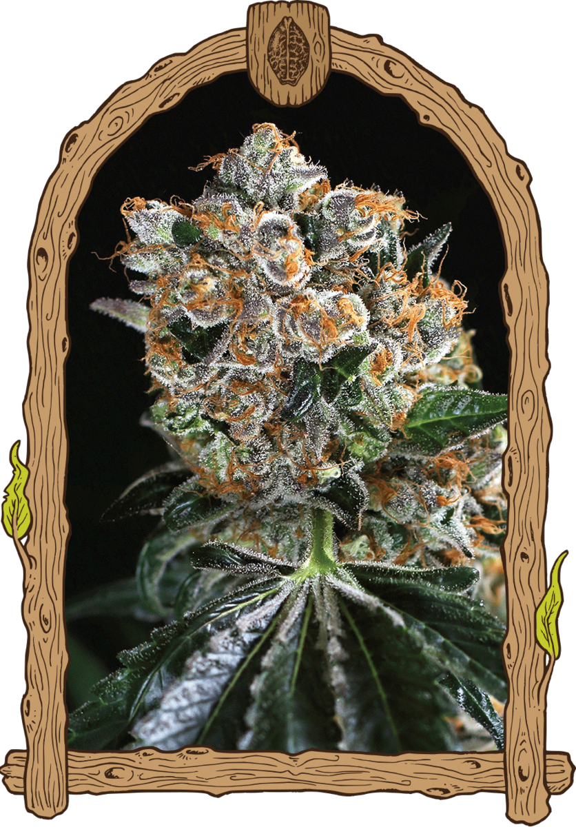 Exotic Seeds Malasaña Cookies Feminisierte Hanfsamen