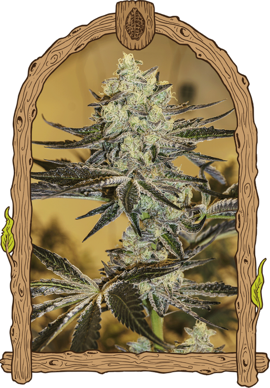 Exotic Seeds Malasaña Gelato Feminisierte Hanfsamen