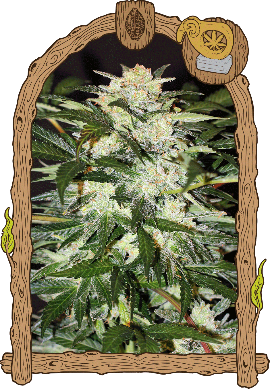 Exotic Seeds Monster Mash Automatic Hanfsamen