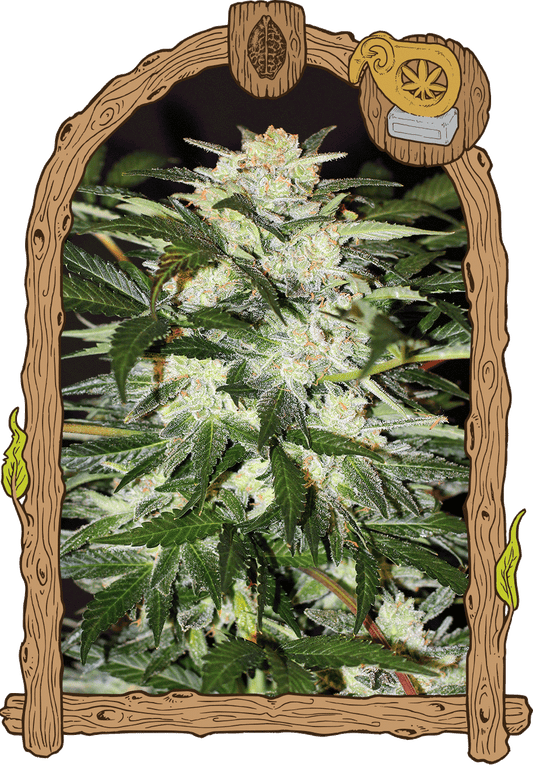 Exotic Seeds Monster Mash Automatic Hanfsamen
