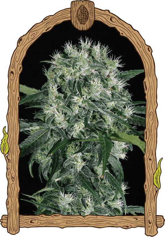 Exotic Seeds Feminisierte Hanfsamen