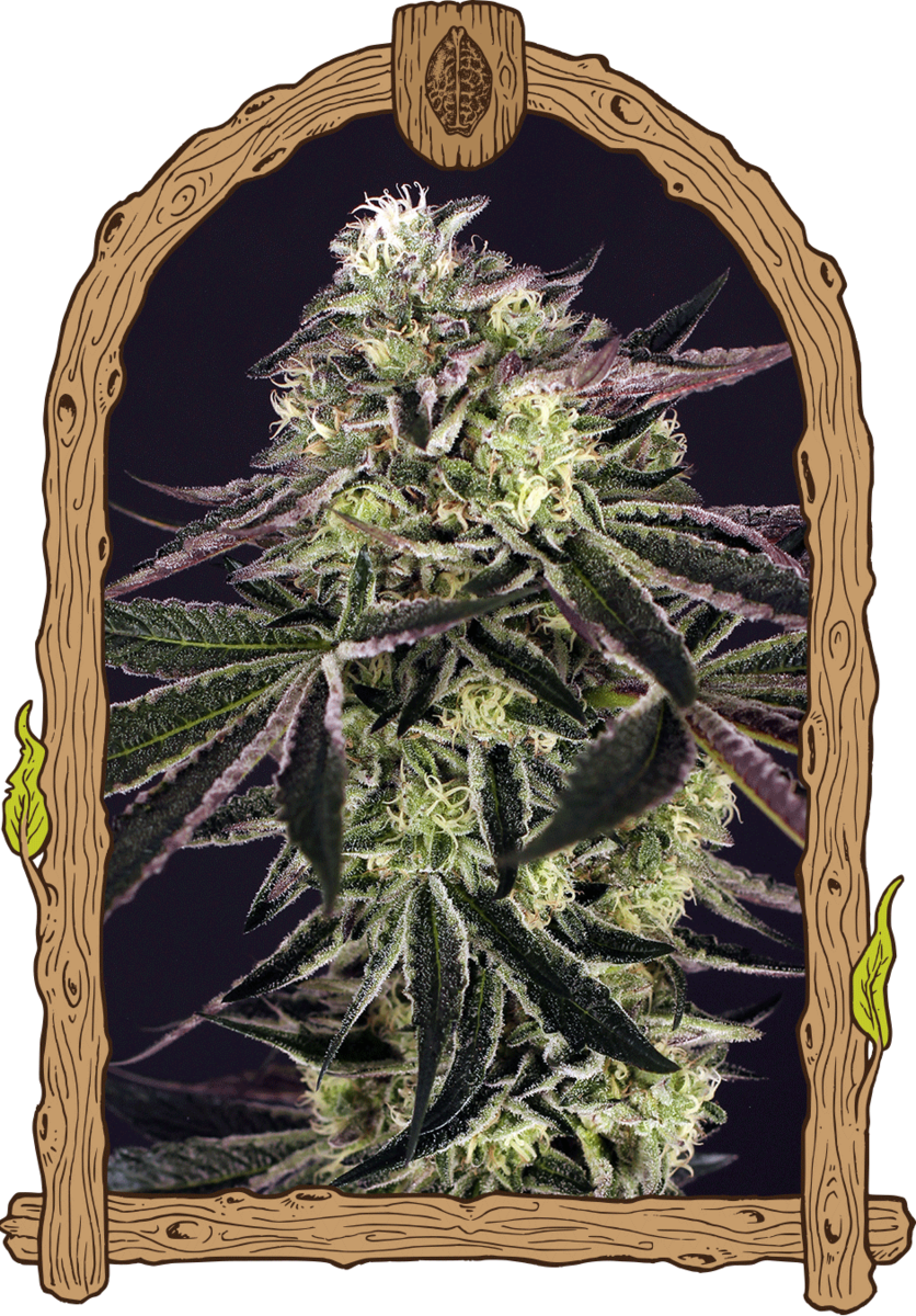 Exotic Seeds Purple Shot Feminisierte Hanfsamen