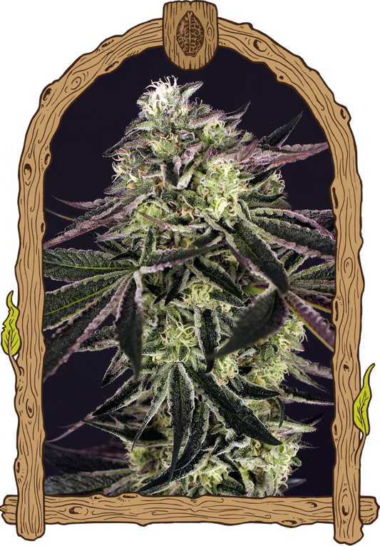 Exotic Seeds Purple Shot Feminisierte Hanfsamen