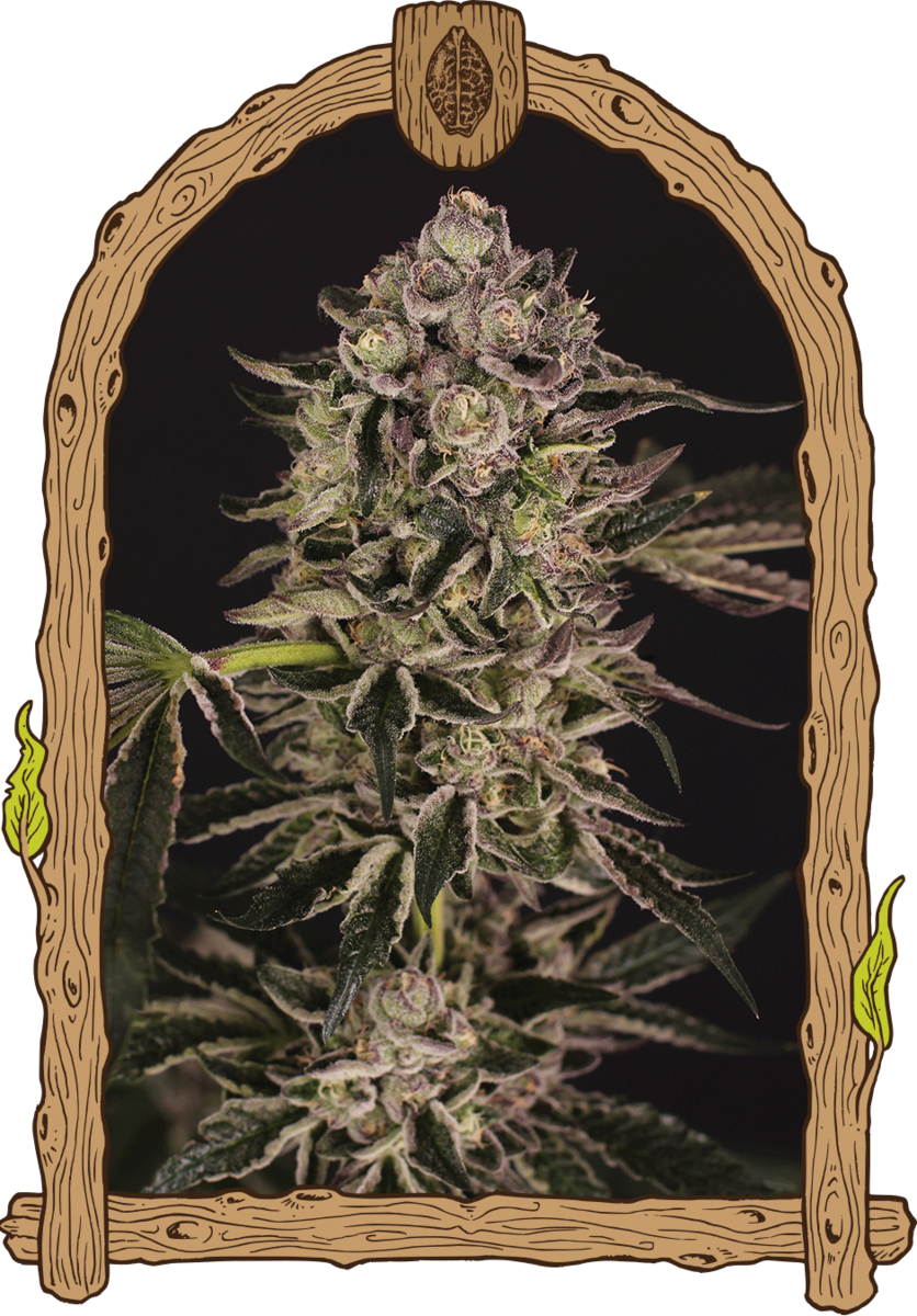Exotic Seeds Quick Sherbet Feminisierte Hanfsamen