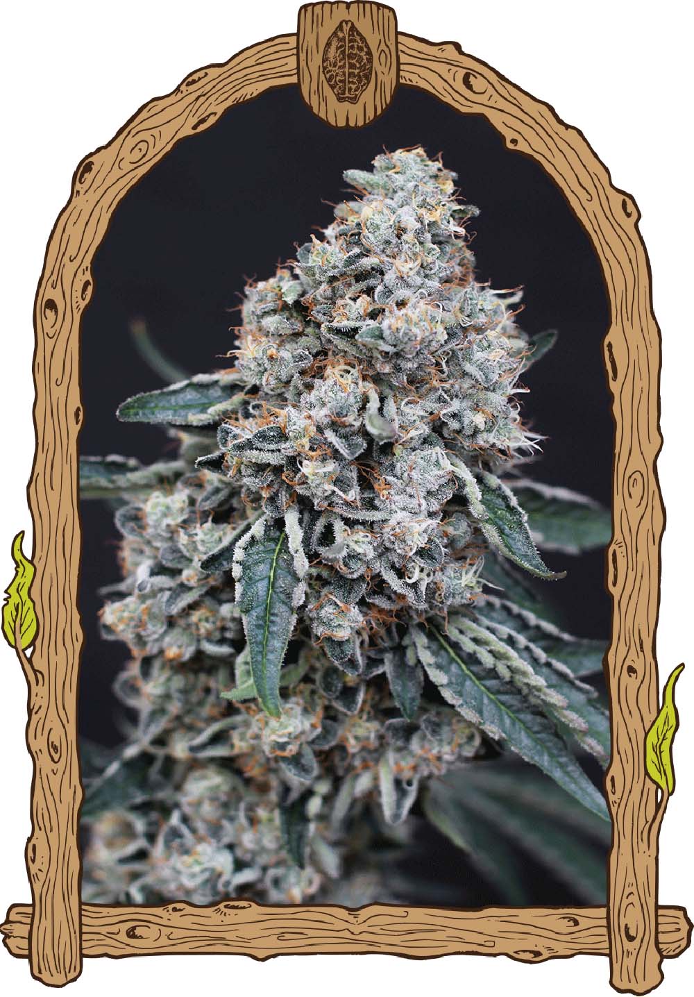 Exotic Seeds Quick Wash Feminisierte Hanfsamen Blüte