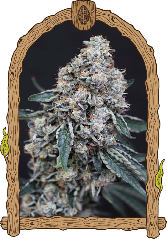 Exotic Seeds Quick Wash Feminisierte Hanfsamen Blüte