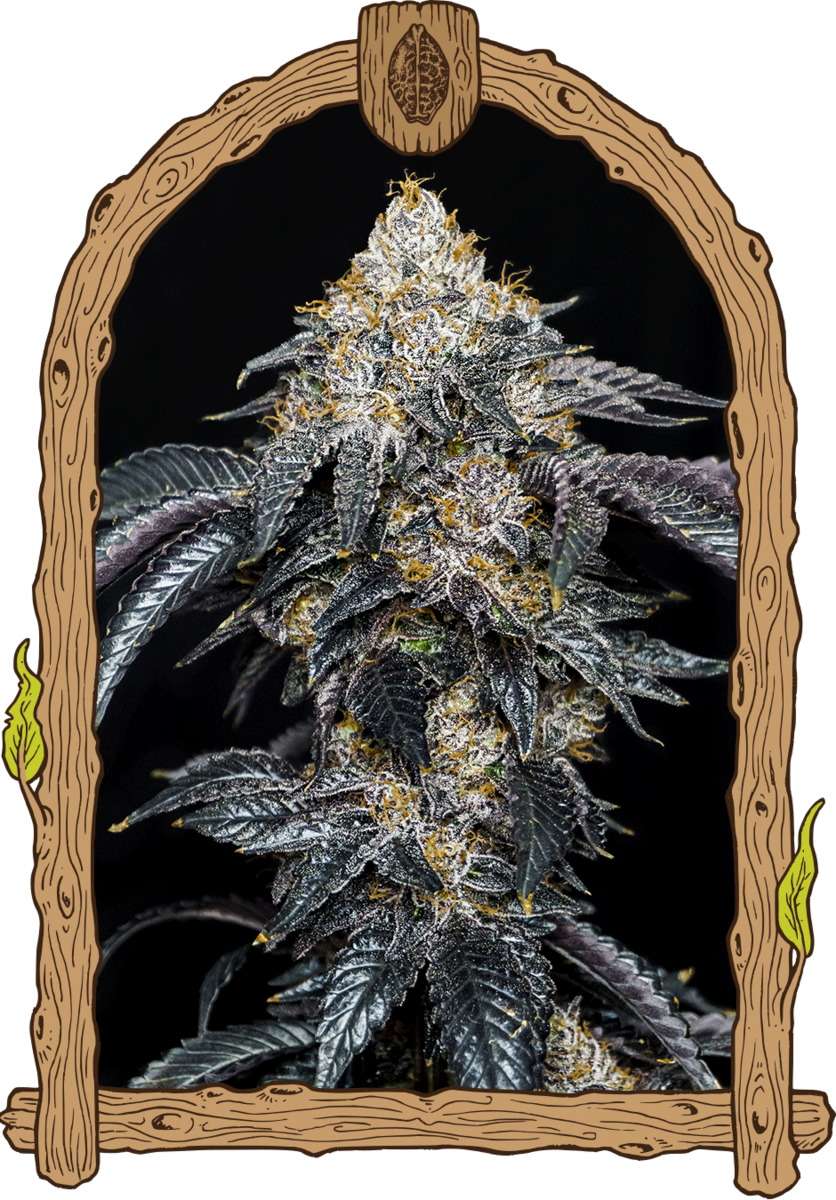 Exotic Seeds Quicklato Sherbet Feminisierte Hanfsamen