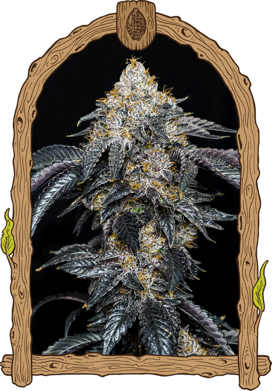 Exotic Seeds Quicklato Sherbet Feminisierte Hanfsamen