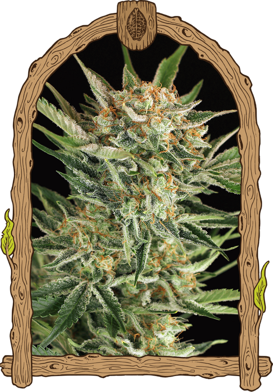 Exotic Seeds Russian Automatic Hanfsamen