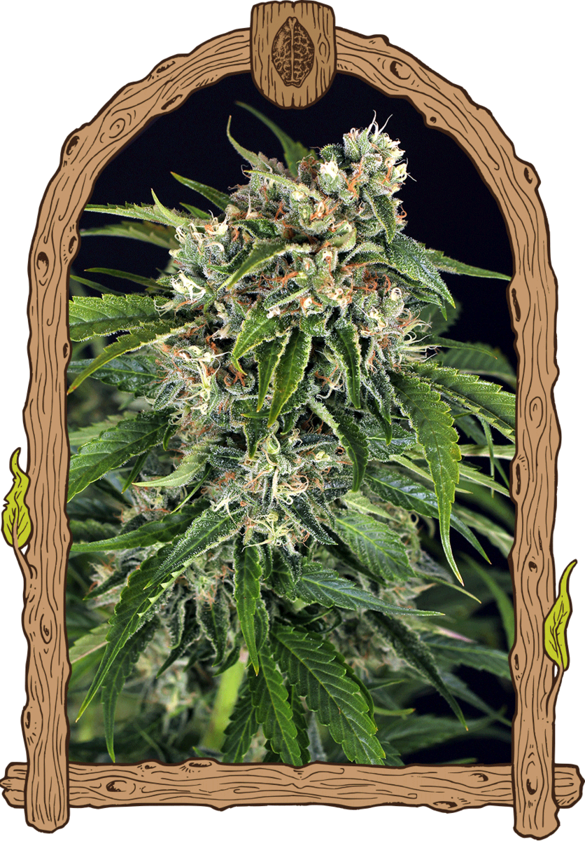 Exotic Seeds Sir Jack Auto Pure CBD Automatic Hanfsamen