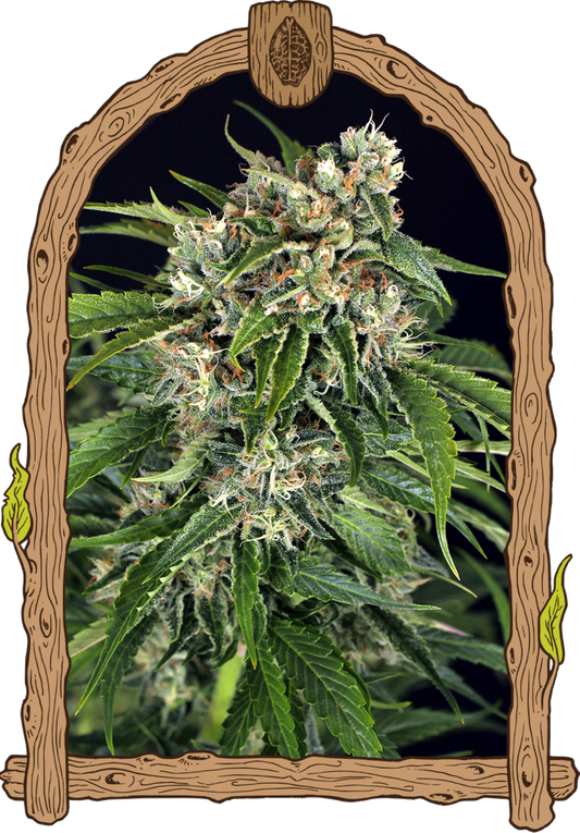 Exotic Seeds Sir Jack Auto Pure CBD Automatic Hanfsamen