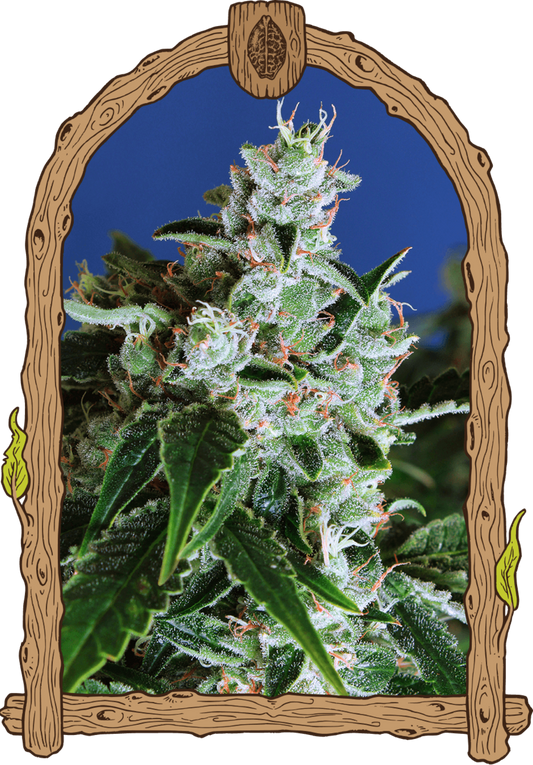 Exotic Seeds Sir Jack Automatic Hanfsamen