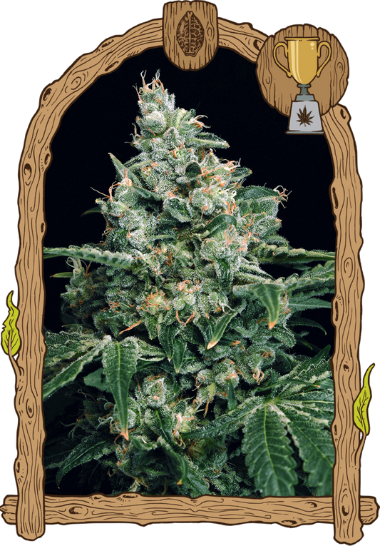 Exotic Seeds Sir Jack Feminisierte Hanfsamen