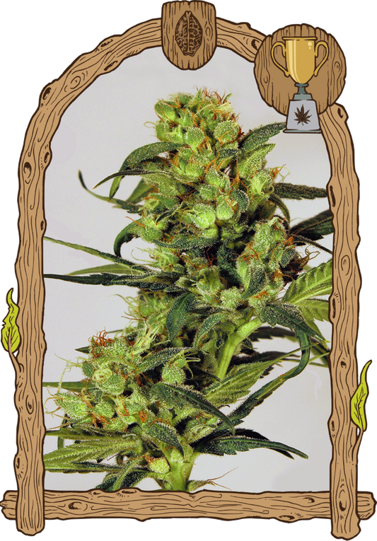 Exotic Seeds Spicy Bitch Feminisierte Hanfsamen