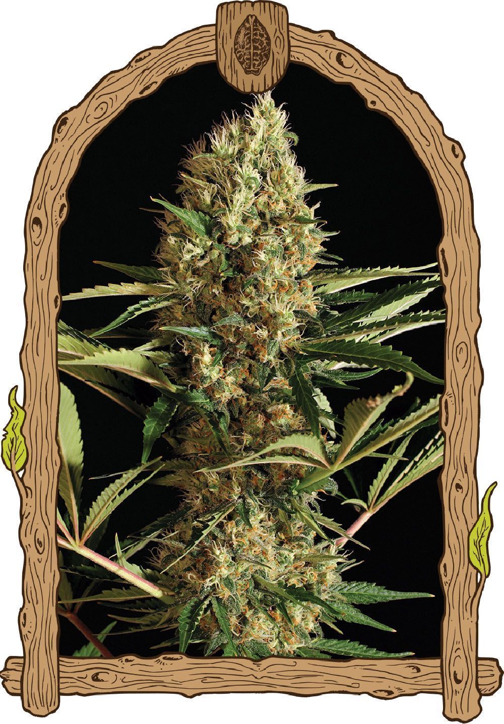 Exotic Seeds Strawberry Cube Automatic Hanfsamen Cannabisblüte