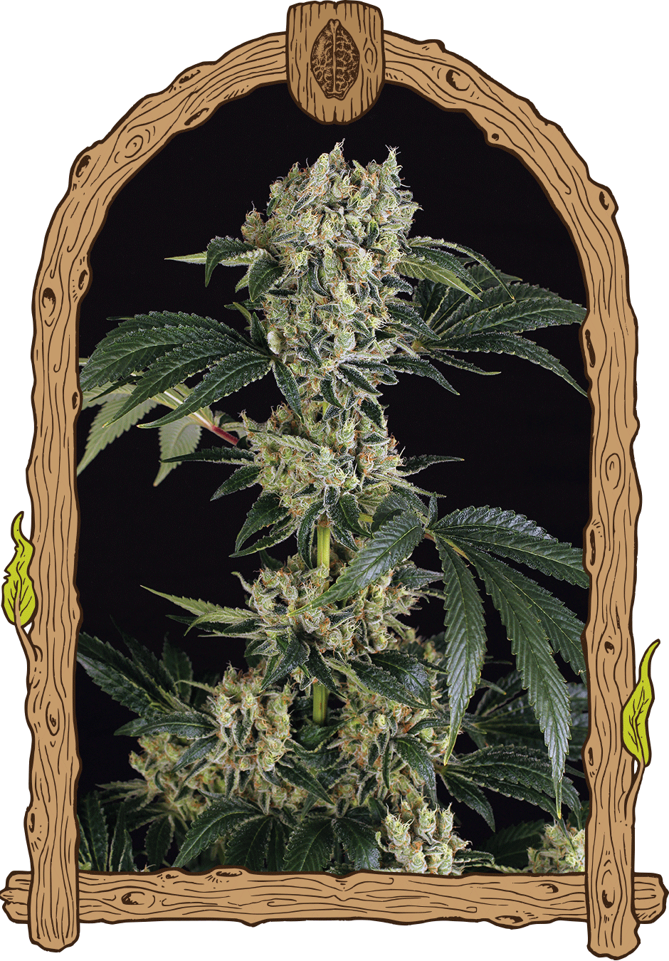 Exotic Seeds Sugar Larry Feminisierte Hanfsamen