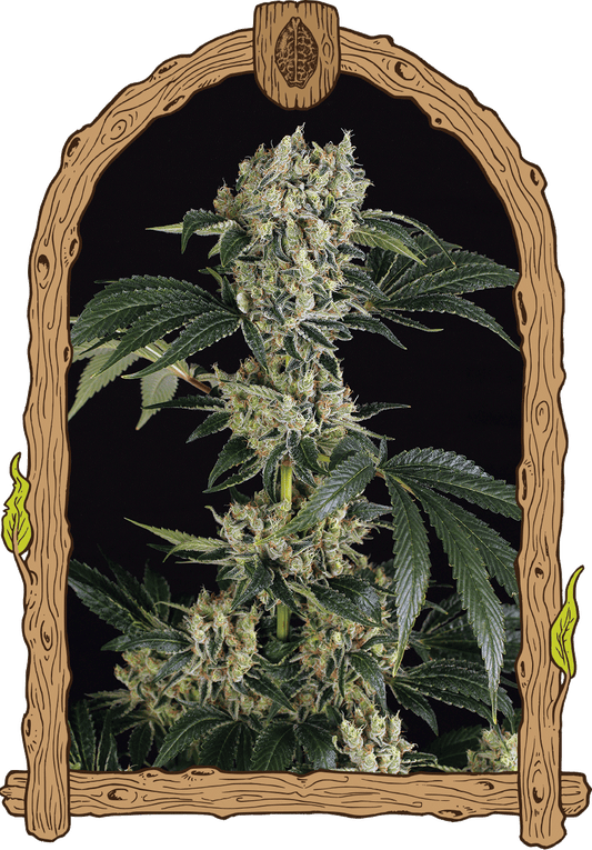 Exotic Seeds Sugar Larry Feminisierte Hanfsamen