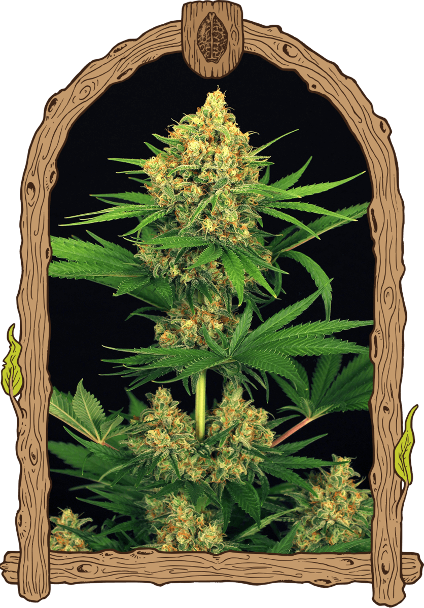 Exotic Seeds Tangerine Kush Feminisierte Hanfsamen