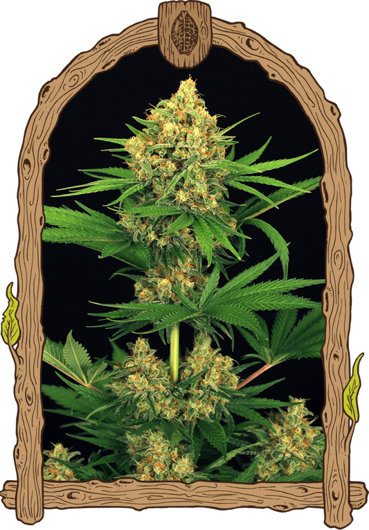 Exotic Seeds Tangerine Kush Feminisierte Hanfsamen