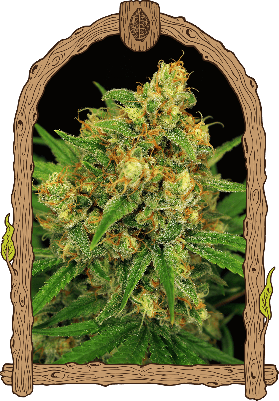 Exotic Seeds Tangerine Kush Reguläre Hanfsamen
