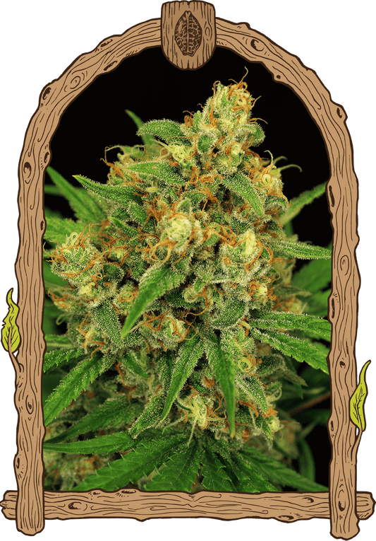Exotic Seeds Tangerine Kush Reguläre Hanfsamen