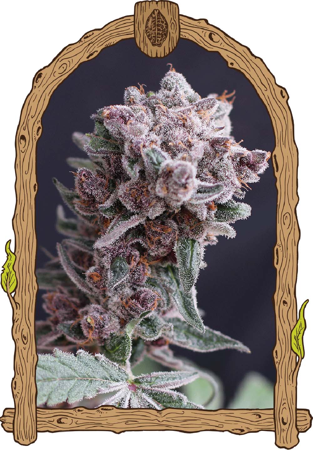 Exotic Seeds Tangie Smasher Automatic Hanfsamen Blüte