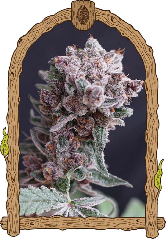 Exotic Seeds Tangie Smasher Automatic Hanfsamen Blüte
