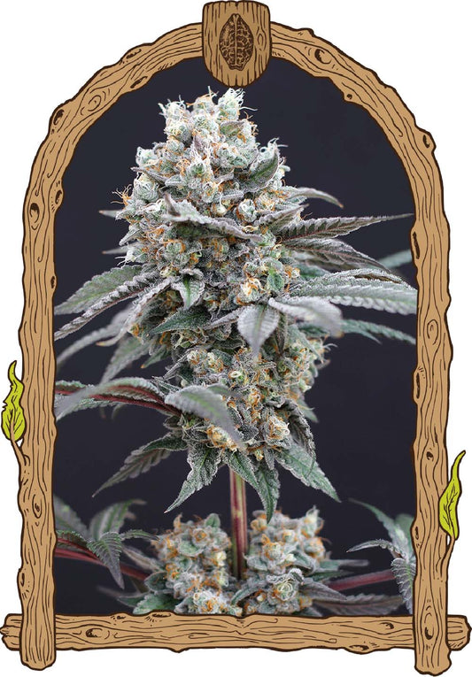 Exotic Seeds The Clash Feminisierte Hanfsamen Blüte