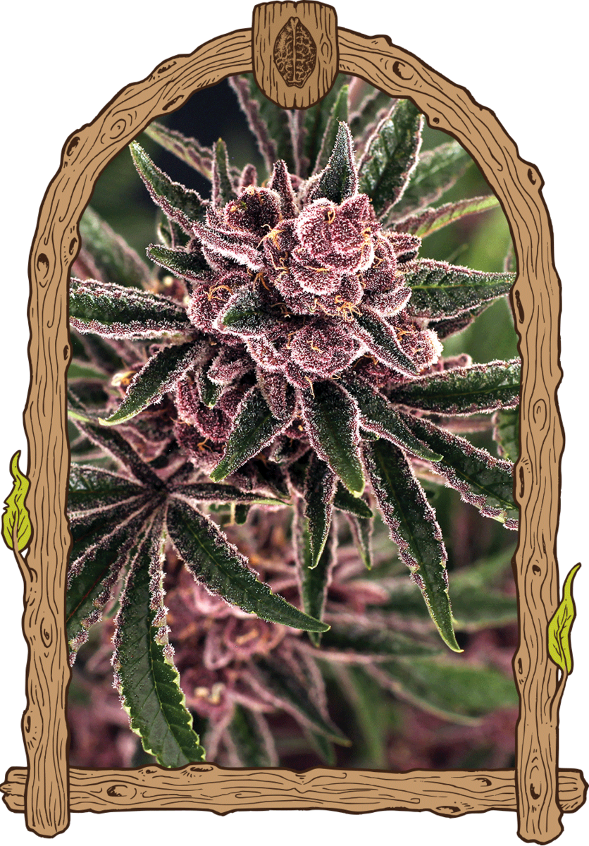 Exotic Seeds Tropical Fuel Feminisierte Hanfsamen