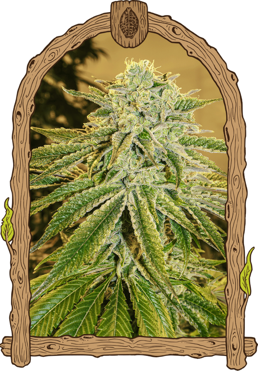 Exotic Seeds White Banana Auto Automatic Hanfsamen