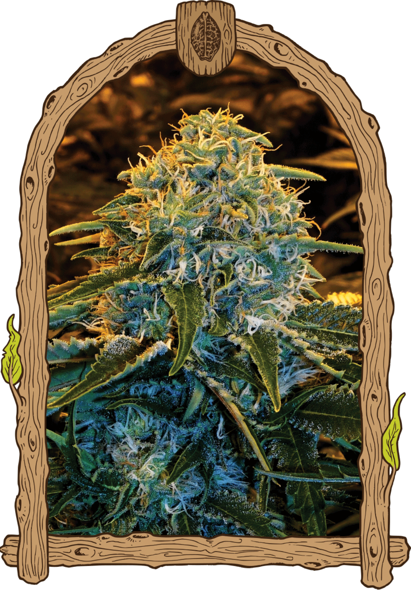 Exotic Seeds Z&Z Feminisierte Hanfsamen