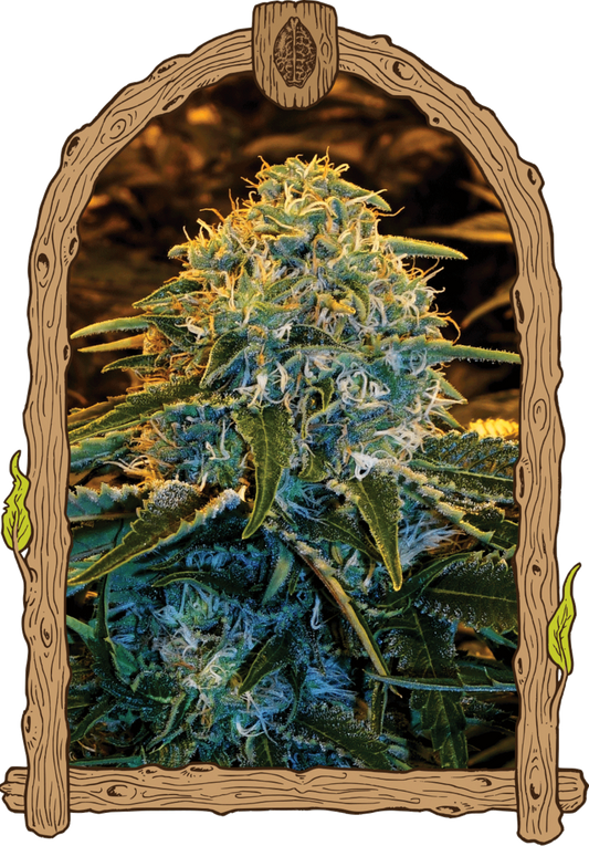 Exotic Seeds Z&Z Feminisierte Hanfsamen