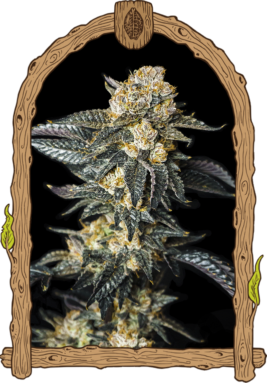 Exotic Seeds Zkittaberry Automatic Hanfsamen