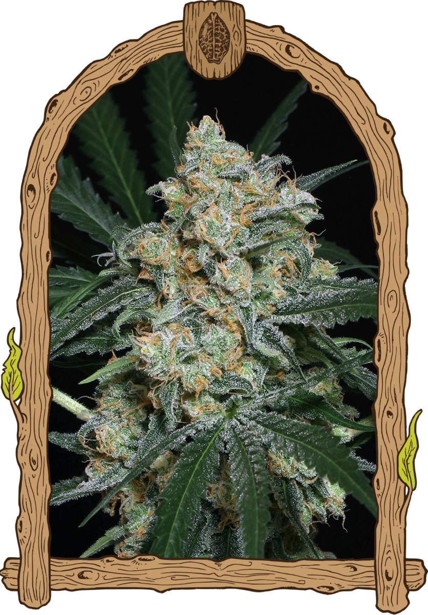 Exotic Seeds Zkittalicious Automatic Hanfsamen