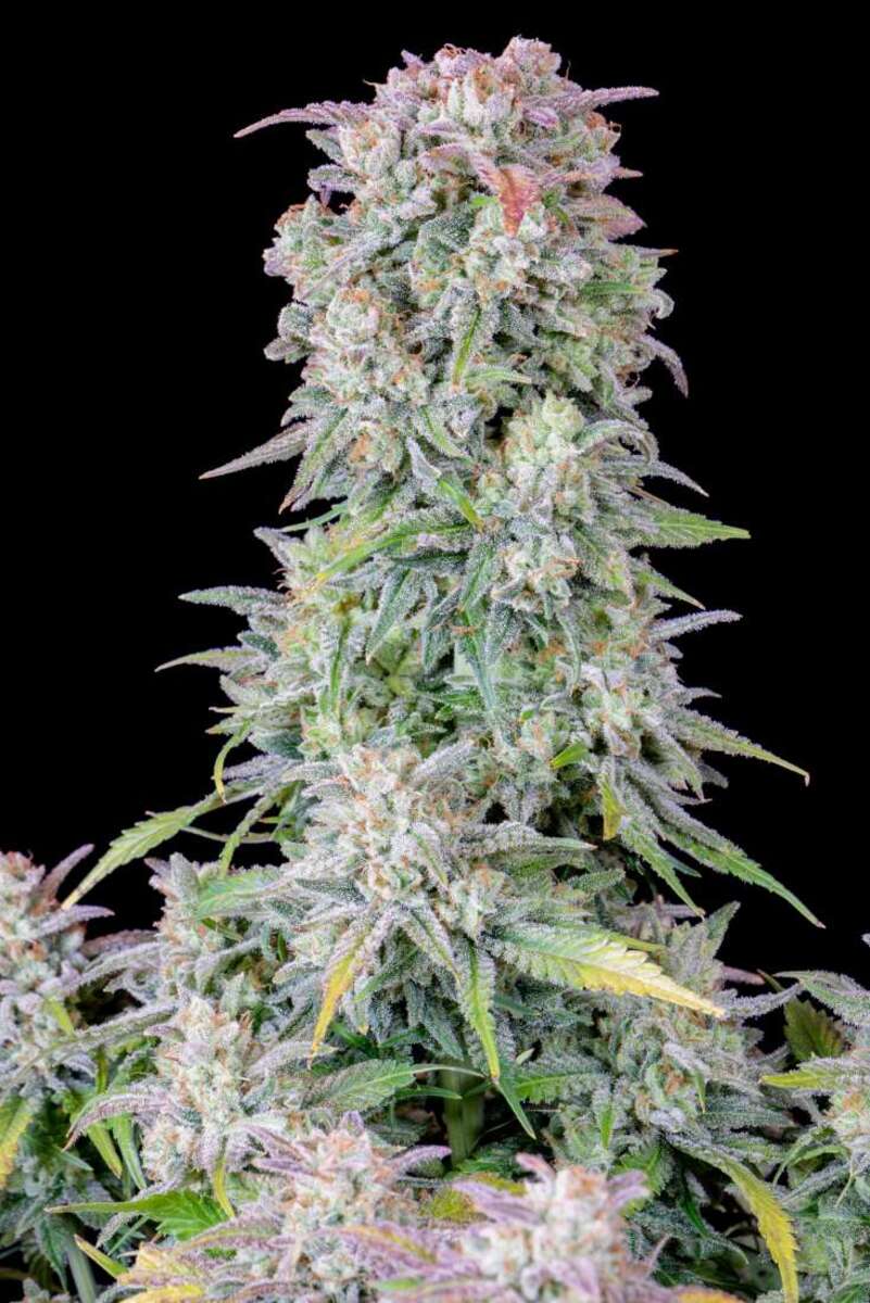 Original Afghan Kush Automatic Cannabissamen