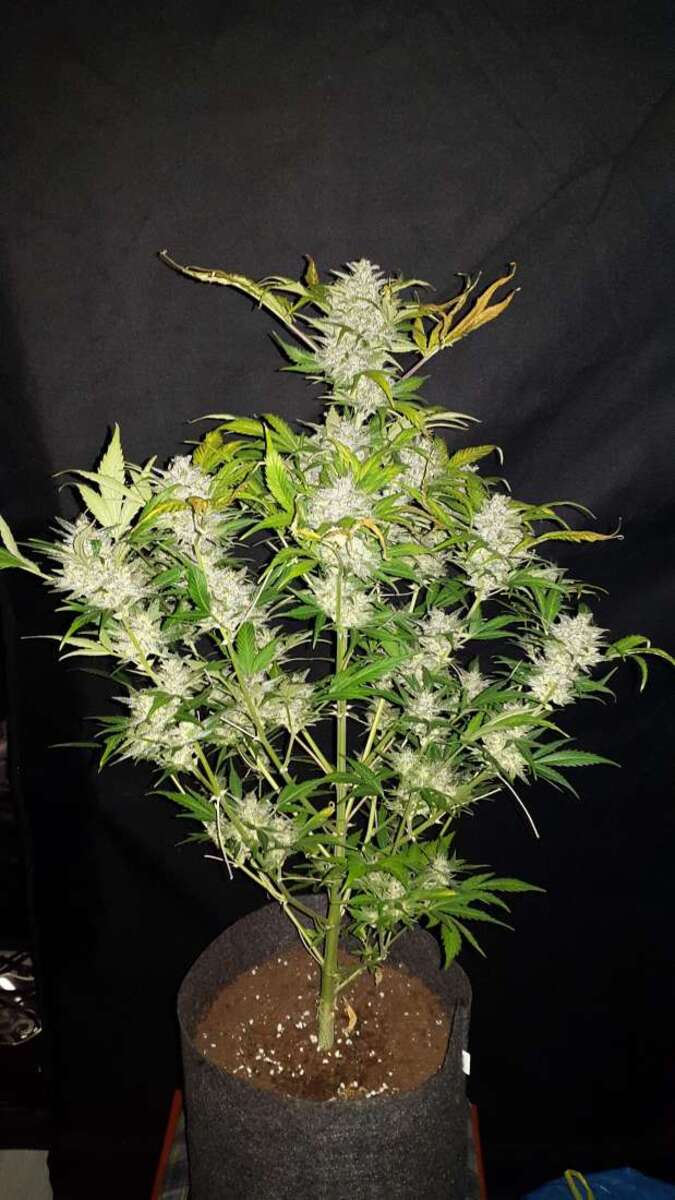 Fast Buds AK automatic Hanfsamen
