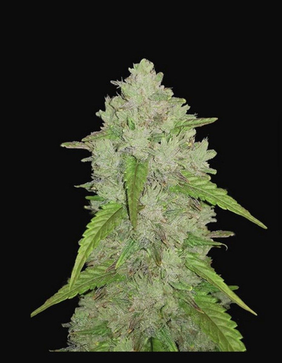Original Amnesia Haze Automatic Cannabissamen