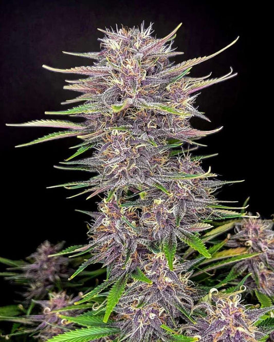 Banana Purple Punch Automatic Cannabissamen