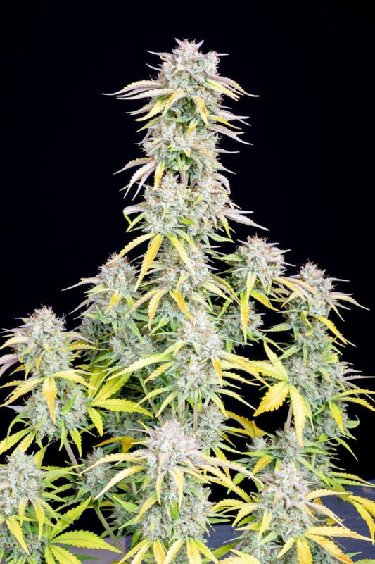 Original Big Bud Automatic Cannabissamen